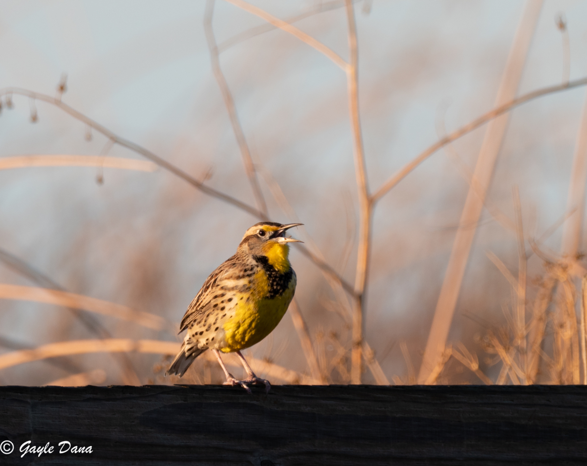 Meadowlark