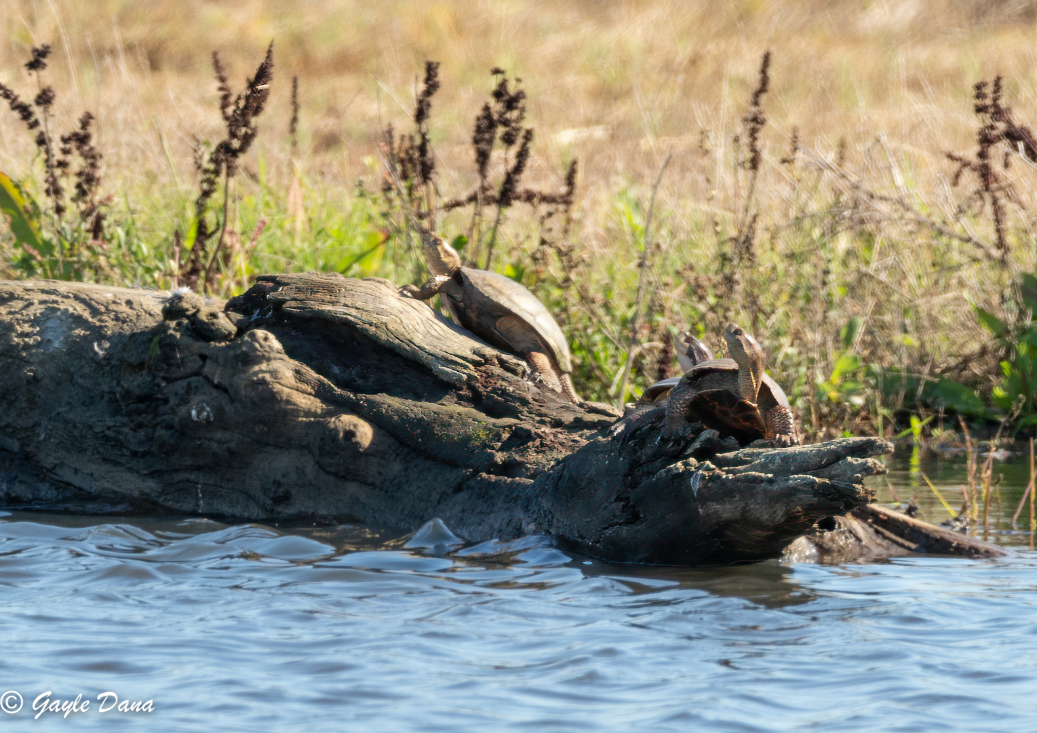 Turtles