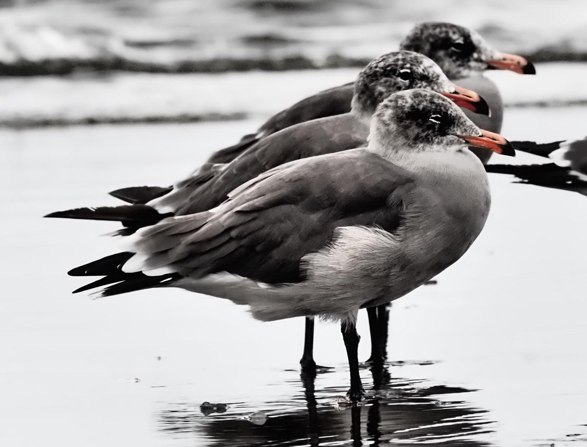 Washington Coast 2019