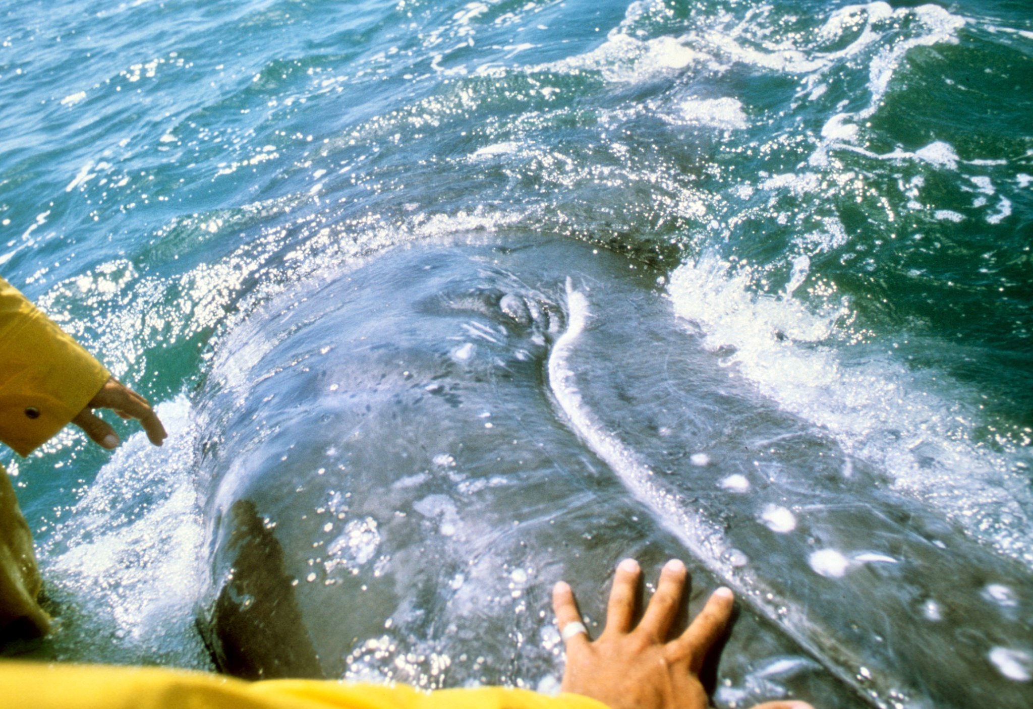 Baja Whales 1979