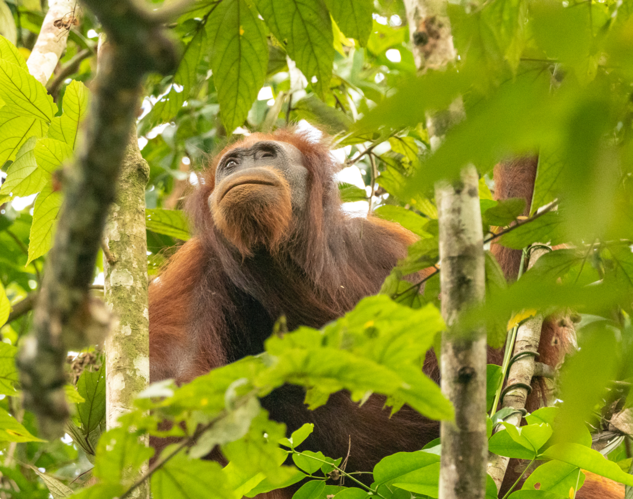 Orangutan