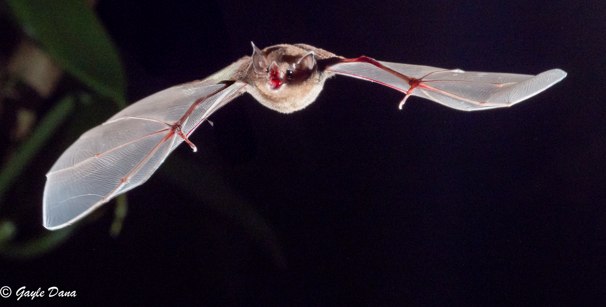 Bats