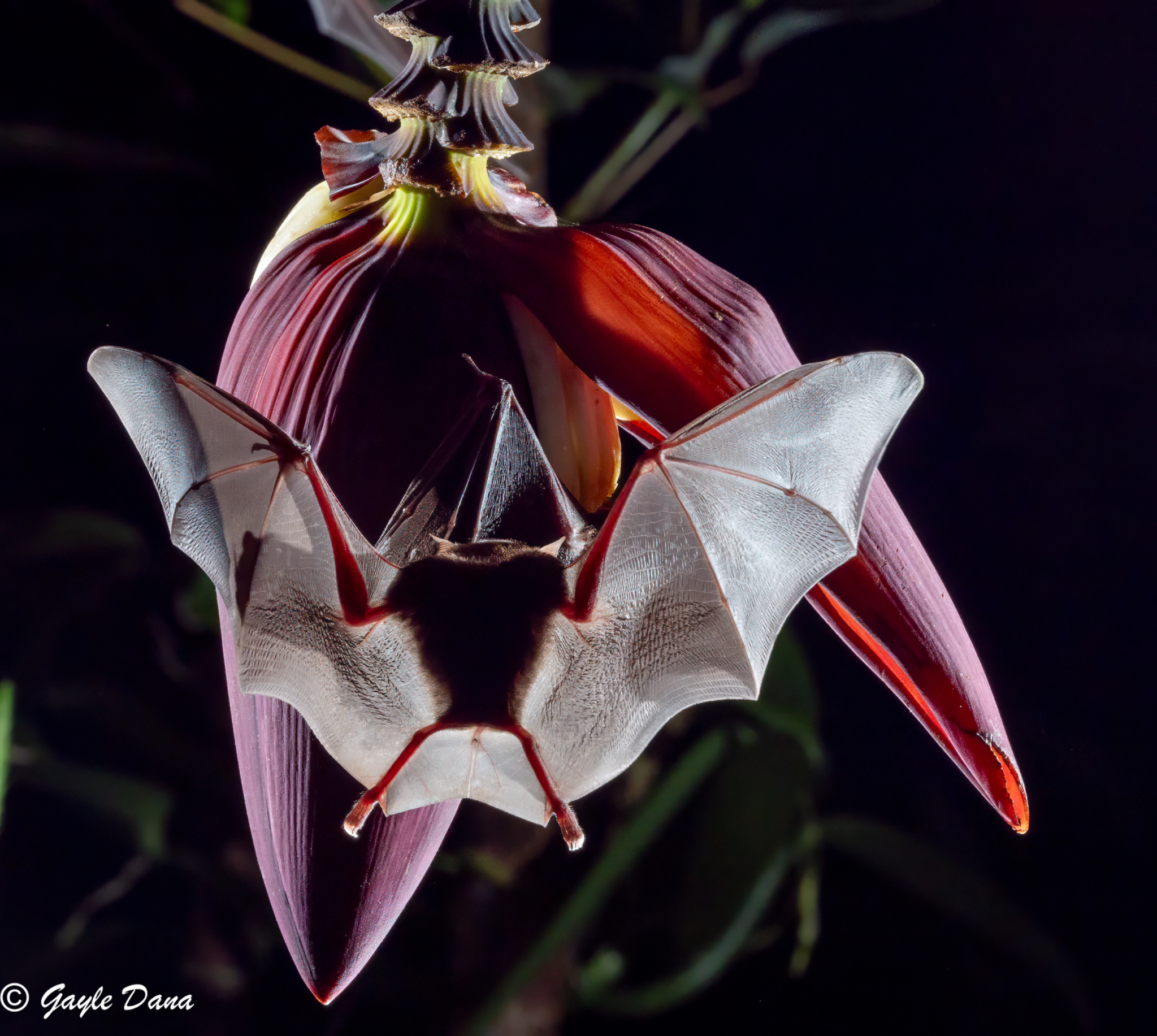 Spread eagle Nectar Bat