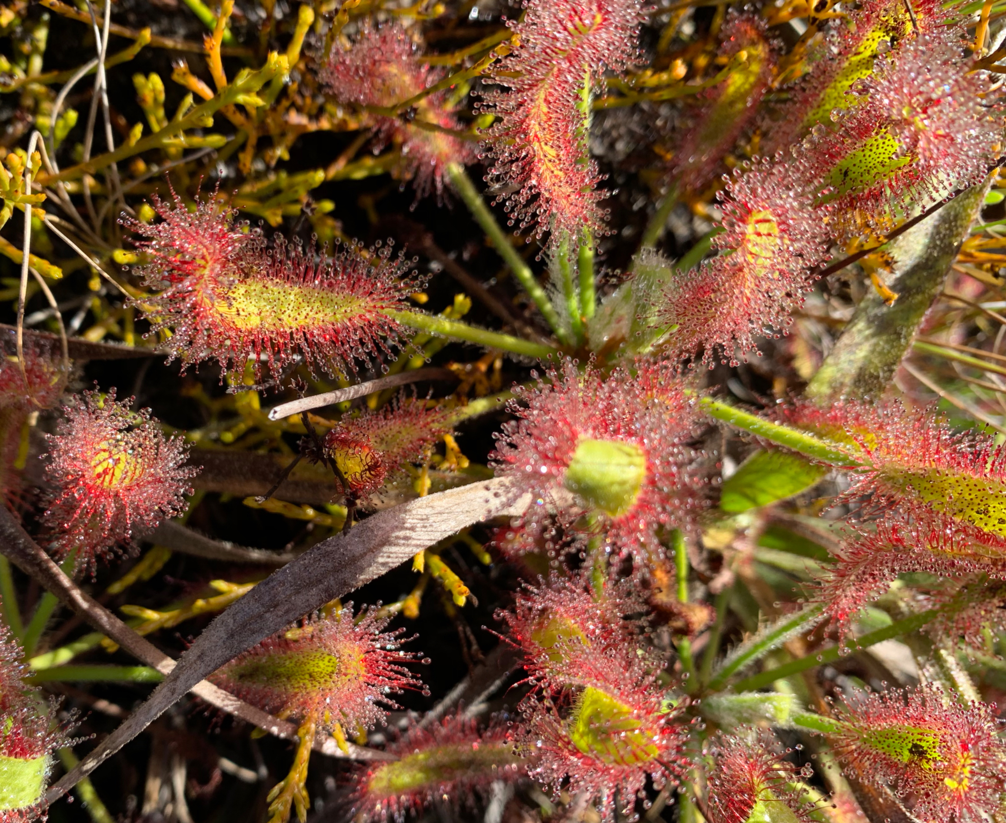 Sundew