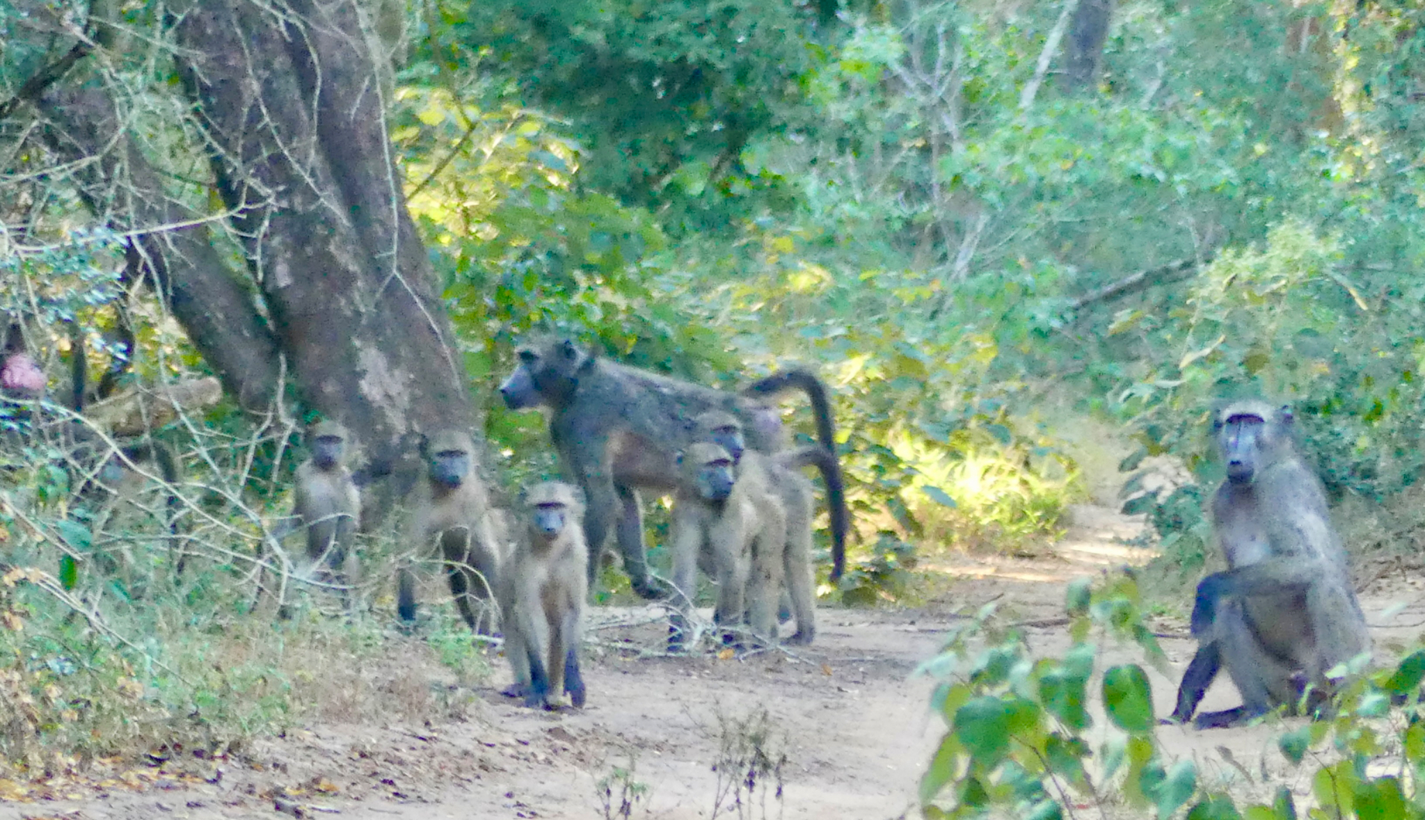 Baboons