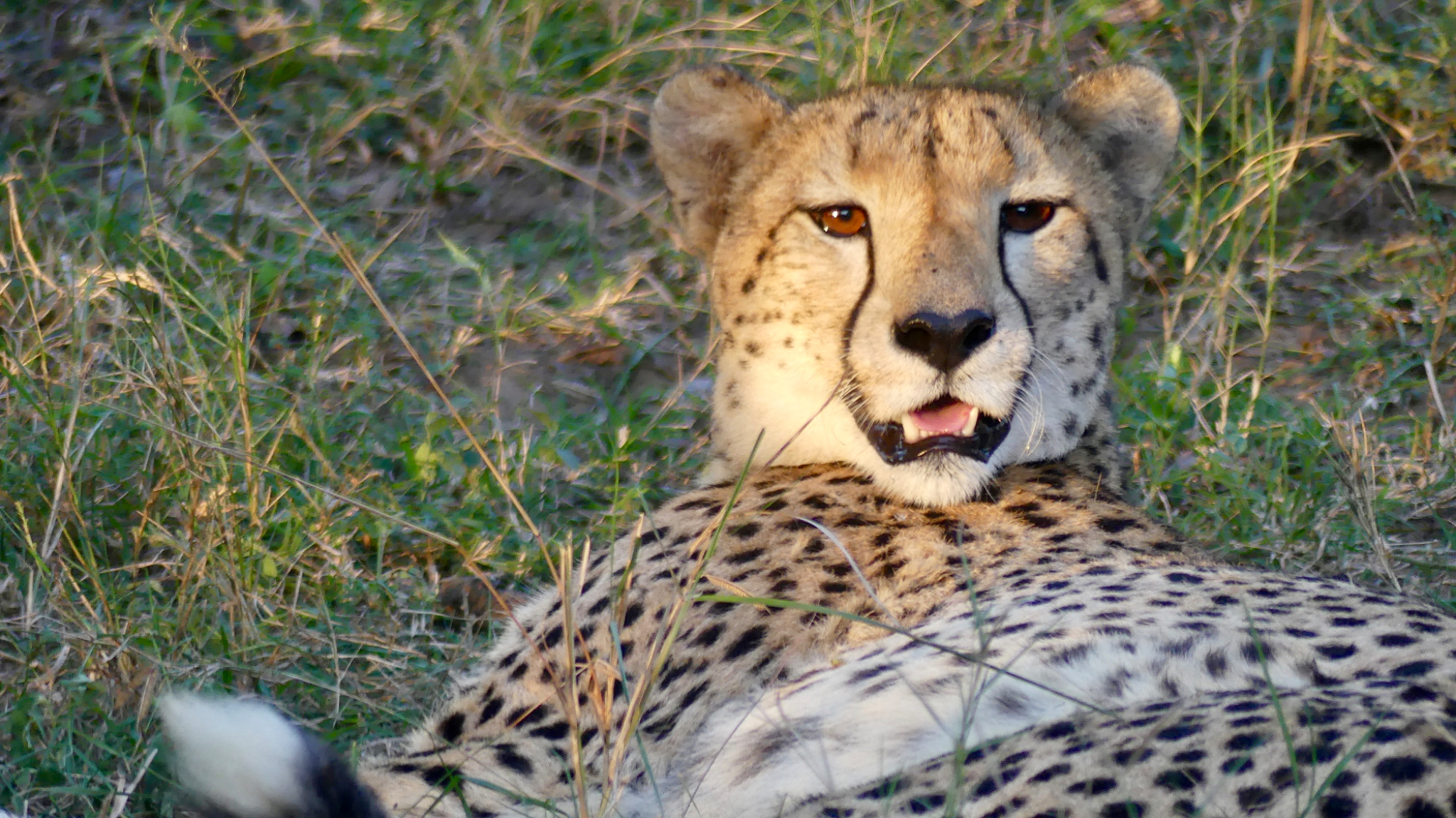 Cheetah