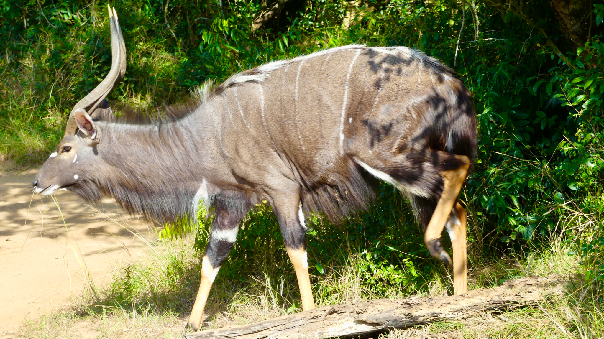 Nyala