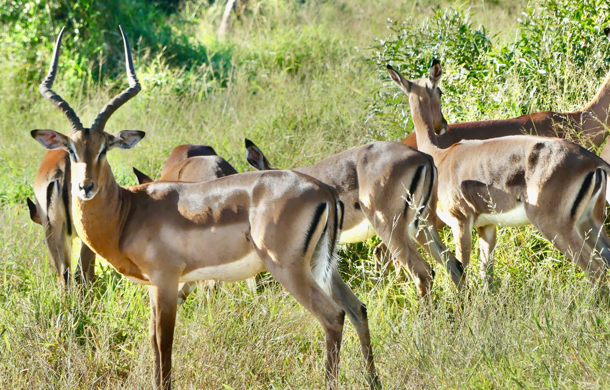 Impala